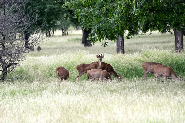 parc naturel de casela île maurice