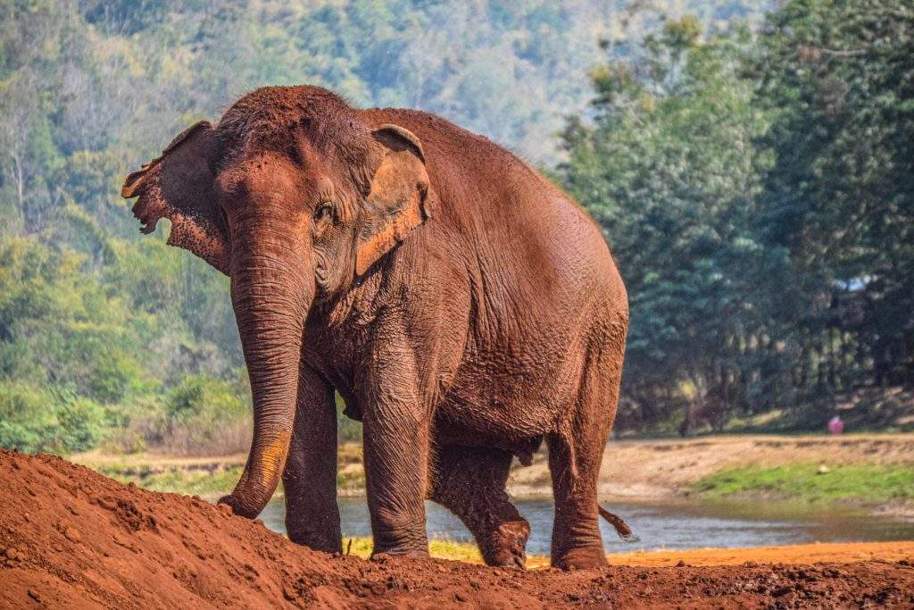 chiang mai elephant