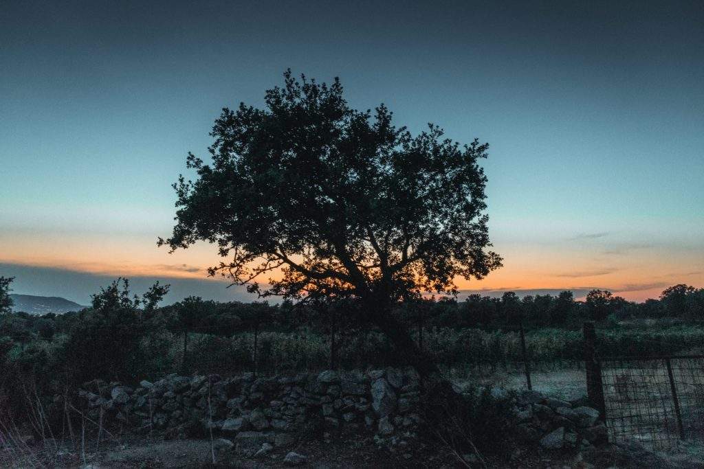 Grand chêne silhouetté au coucher du soleil