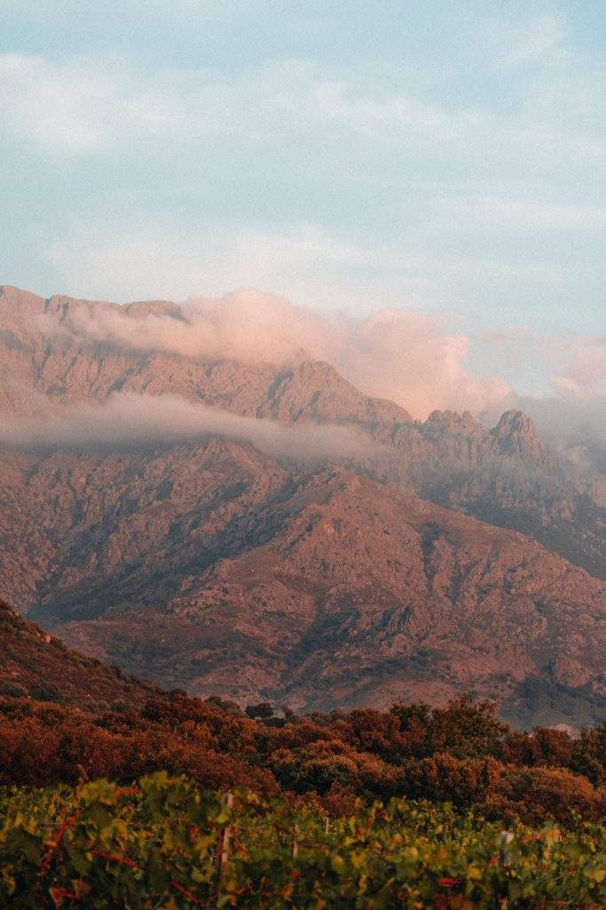 Vignoble corse : clos culombu en corse