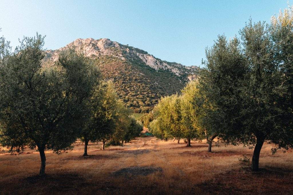 Vignoble corse : clos culombu en corse