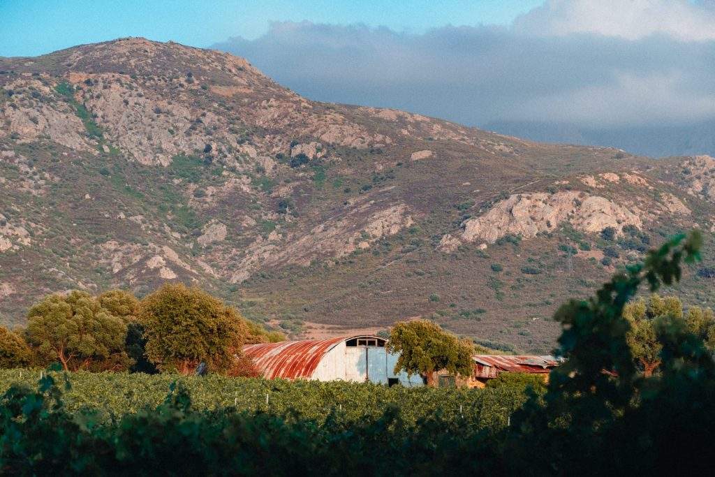 Vignoble corse : clos culombu en corse