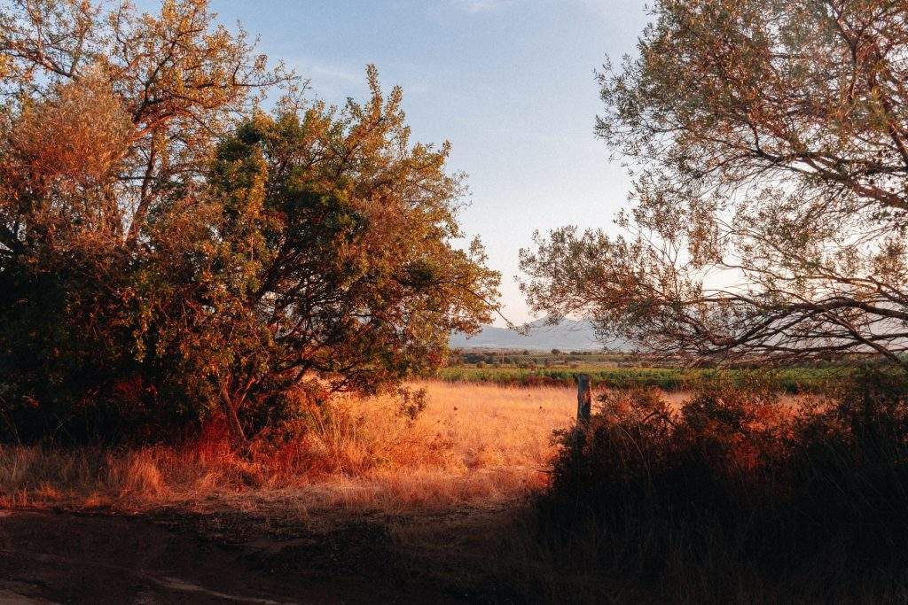 Vignoble corse : clos culombu en corse