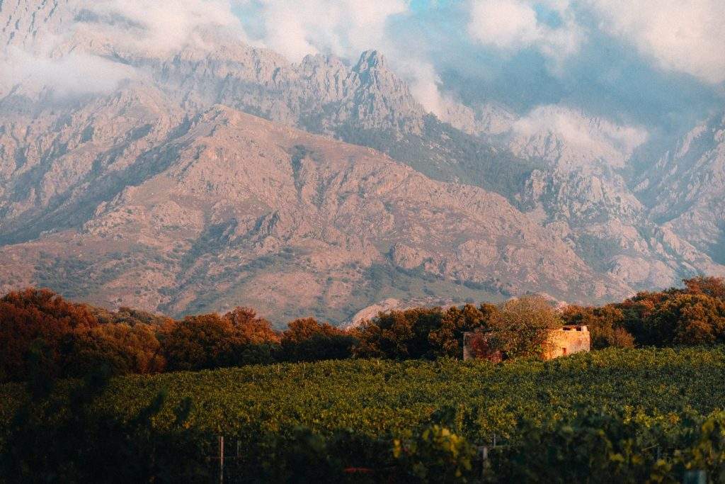 Vignoble corse : clos culombu en corse