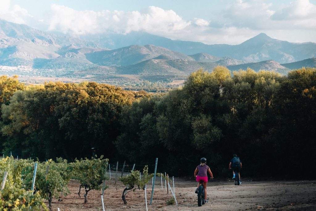 Vignoble corse : clos culombu en corse