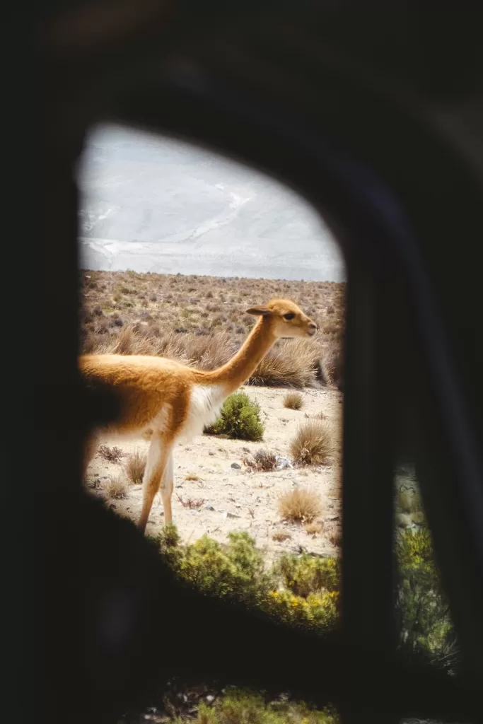 Canyon de Colca : Condors et Perspectives Épiques