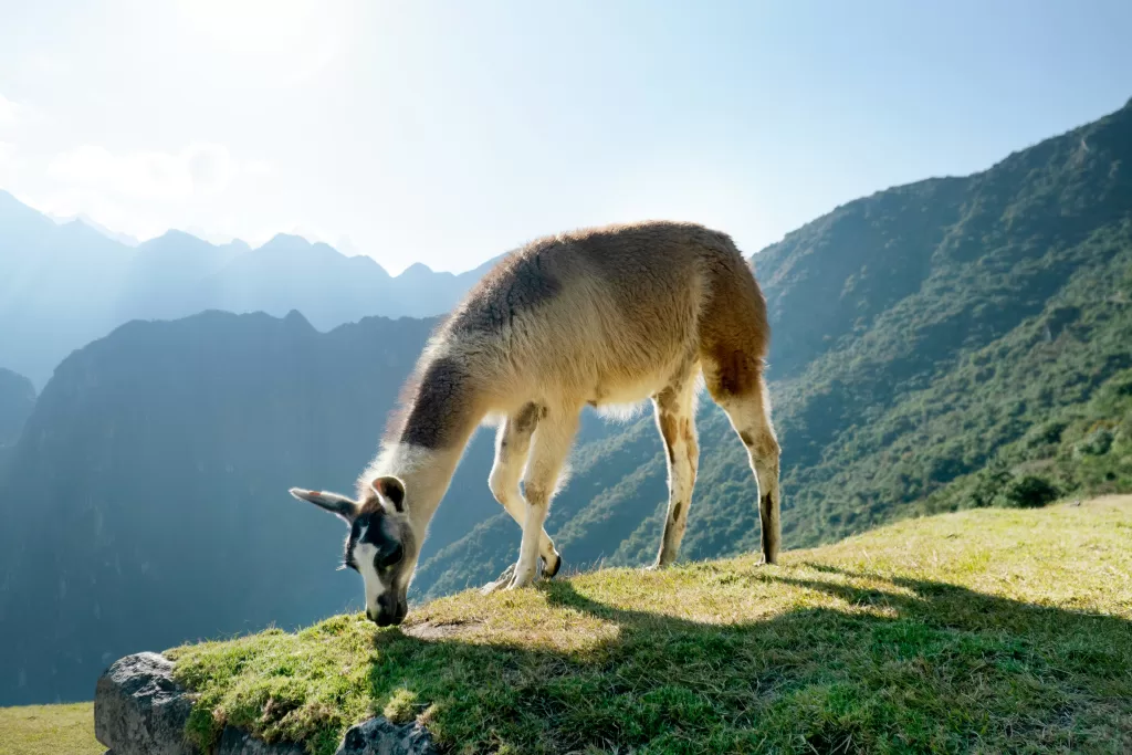 Machu Picchu : L'Émerveillement Historique des Andes