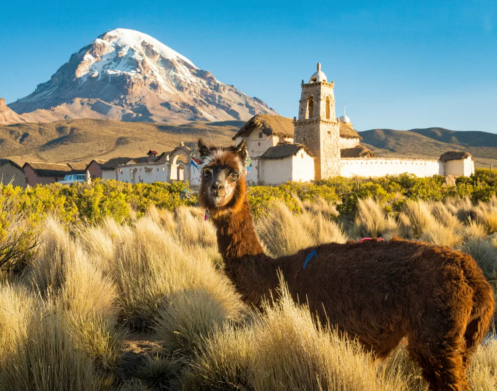 Lama devant une église andine et montagne enneigée