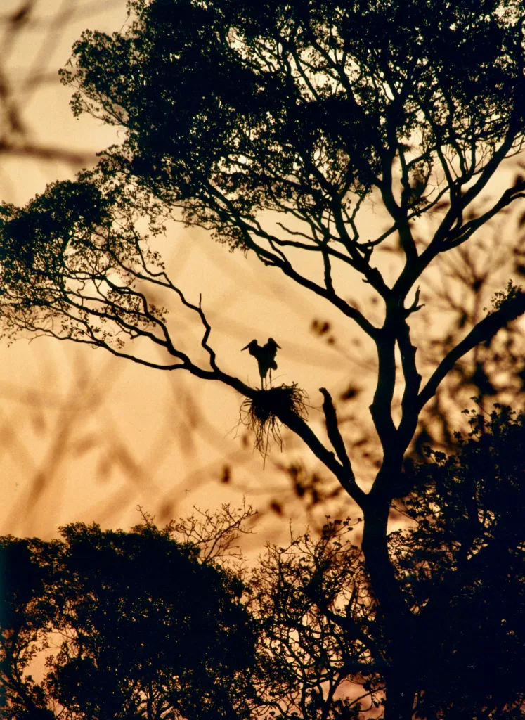 Le Pantanal