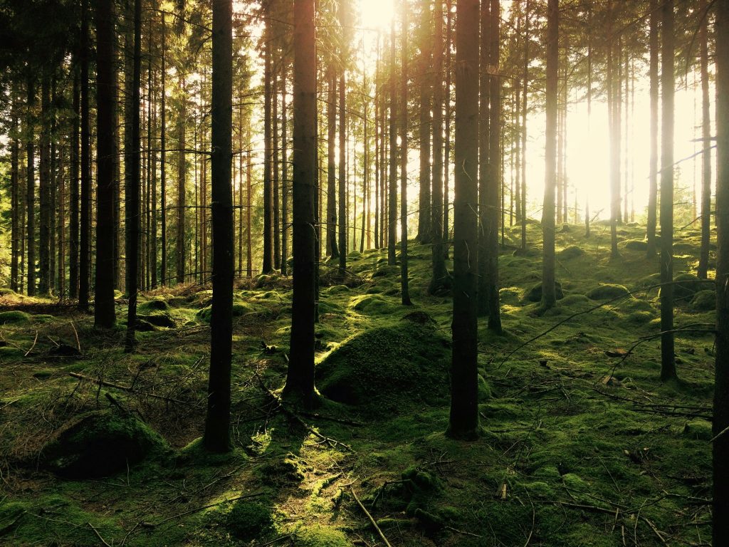 La Forêt de Soignes belgique