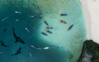 Je nage avec des requins à Ko Phi Phi !