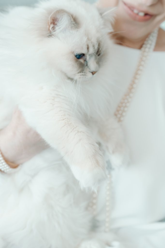 Chat blanc aux yeux bleus dans les bras d’une personne